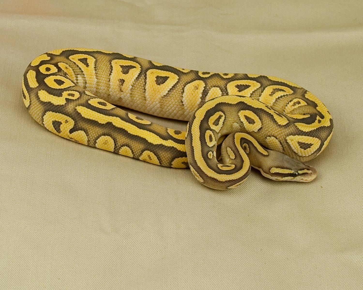 hypo pastel mojave close up comp