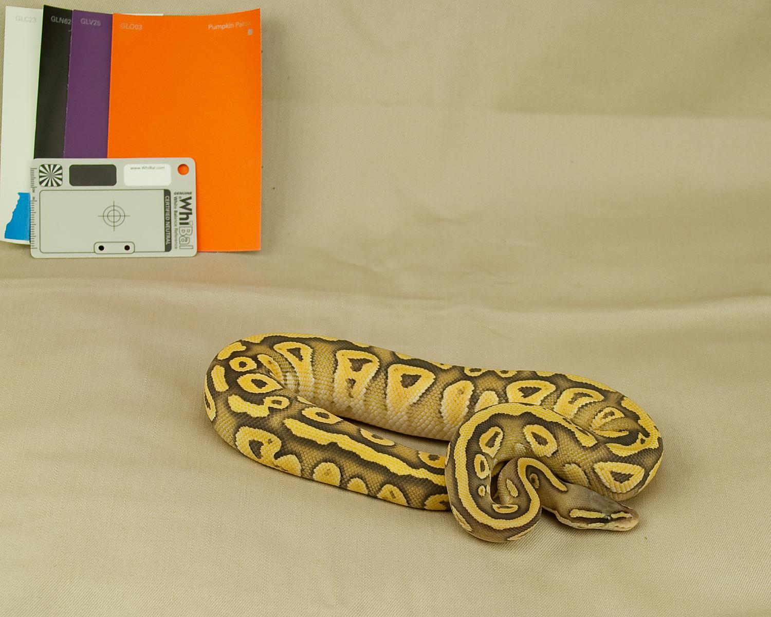 hypo pastel mojave cropped comp