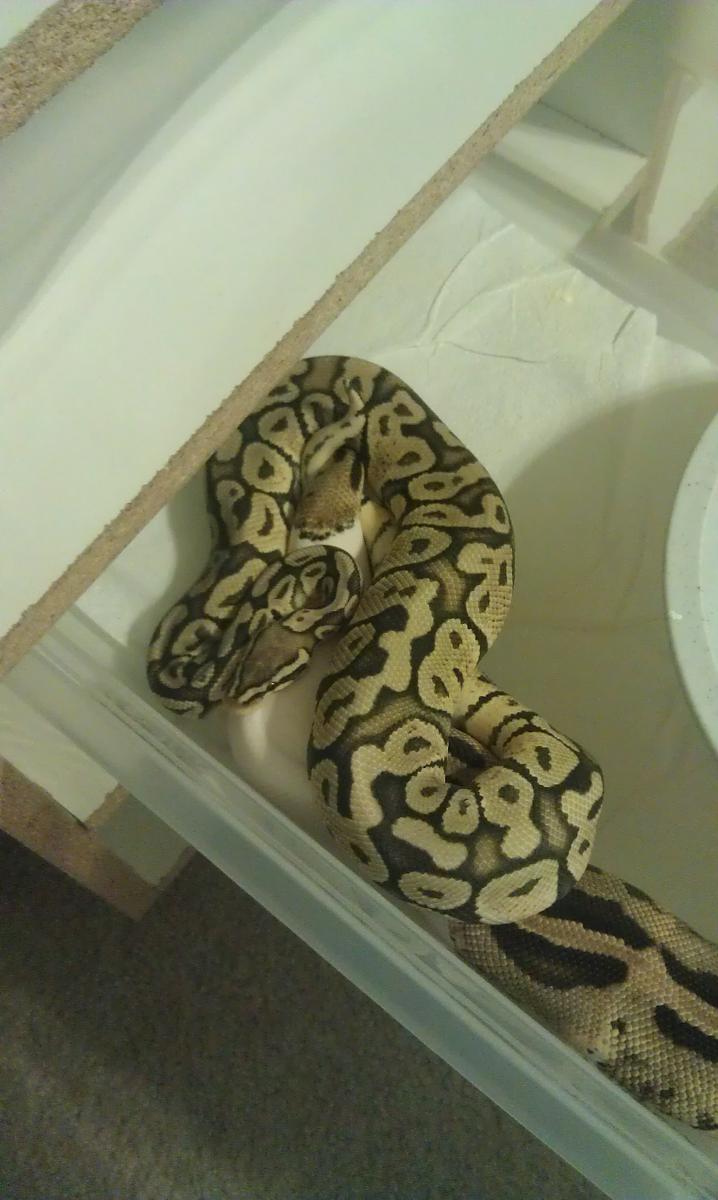 Pastel Hypo pos het Pied x Pied pos het Hypo lock