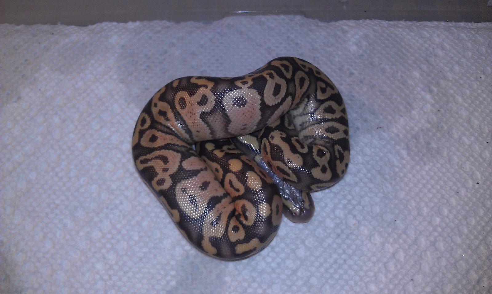 2012 Clutch #9 Female Pastel Hypo het Pied