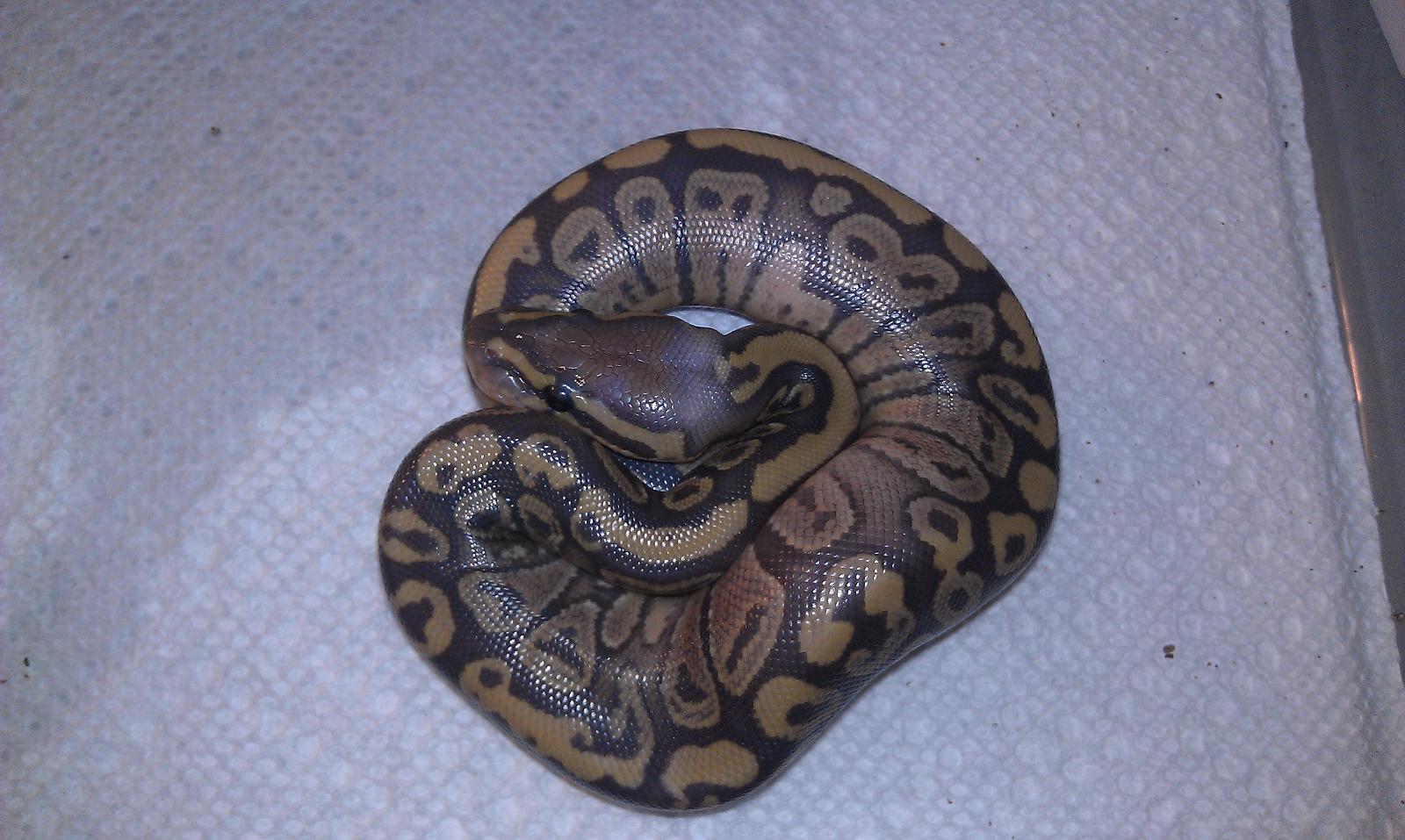 2012 Clutch #9 Female Hypo het Pied
