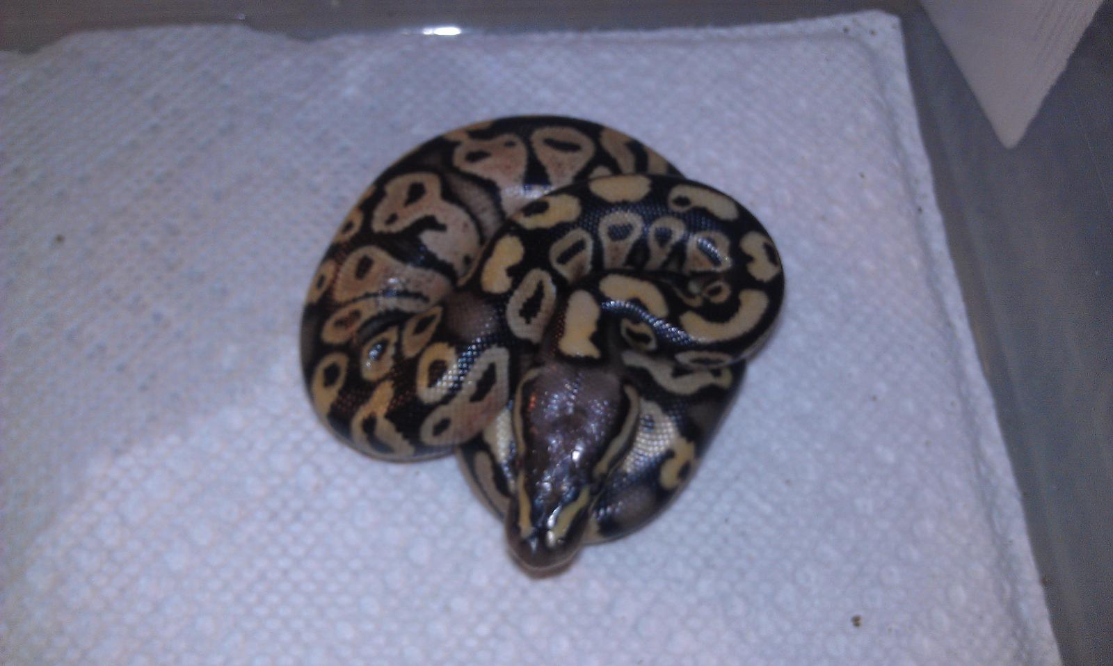 2012 Clutch #9 Male Pastel double het Pied/Hypo