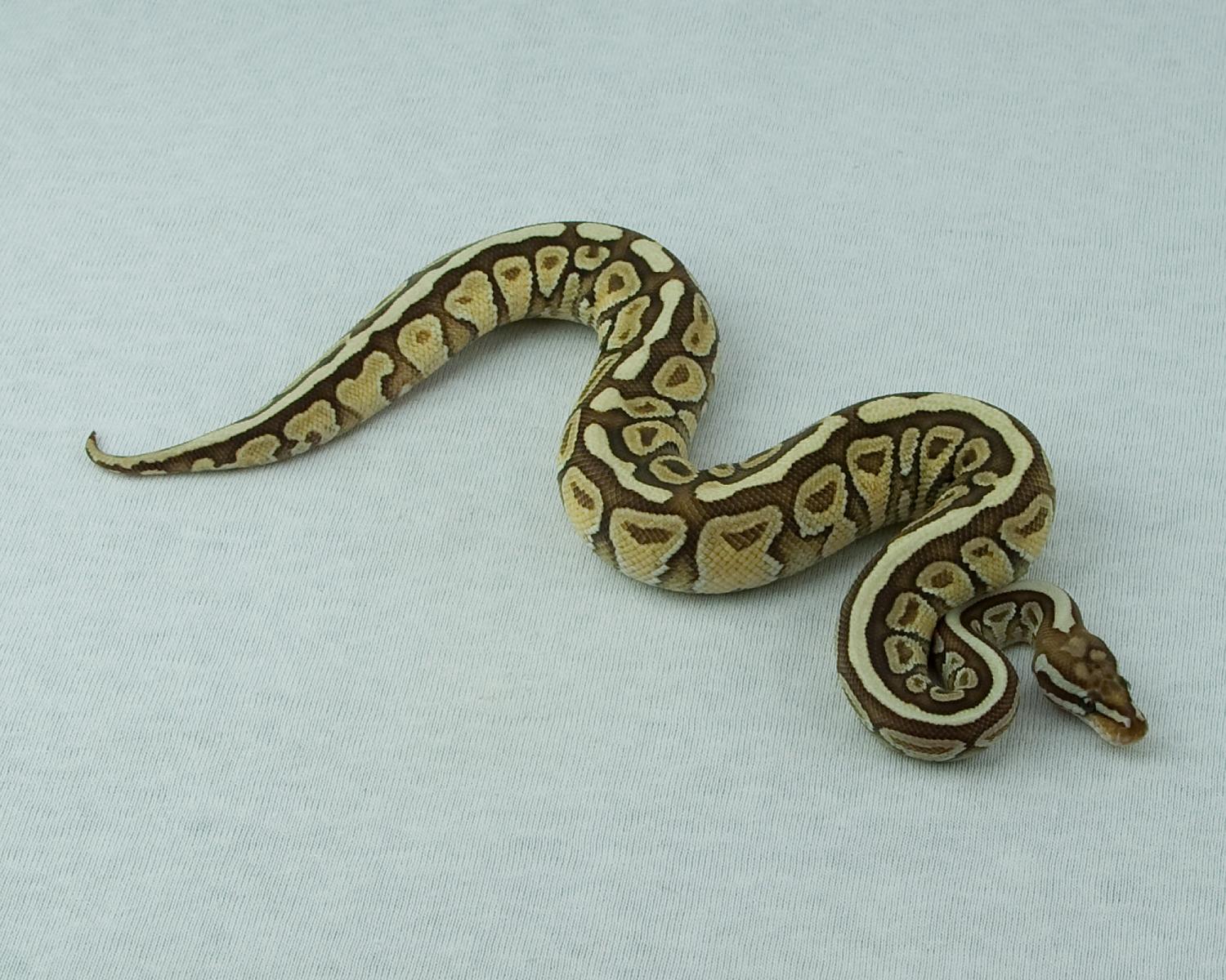 lesser spotnose 1