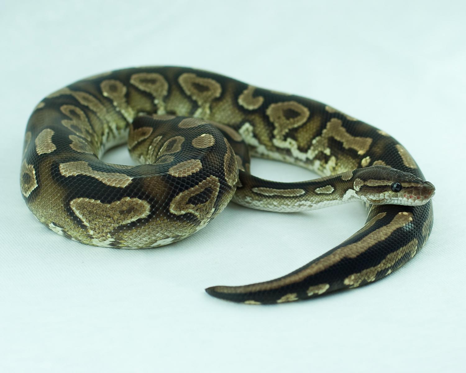 male cinnamon yellowbelly paint 2014-12-17 7