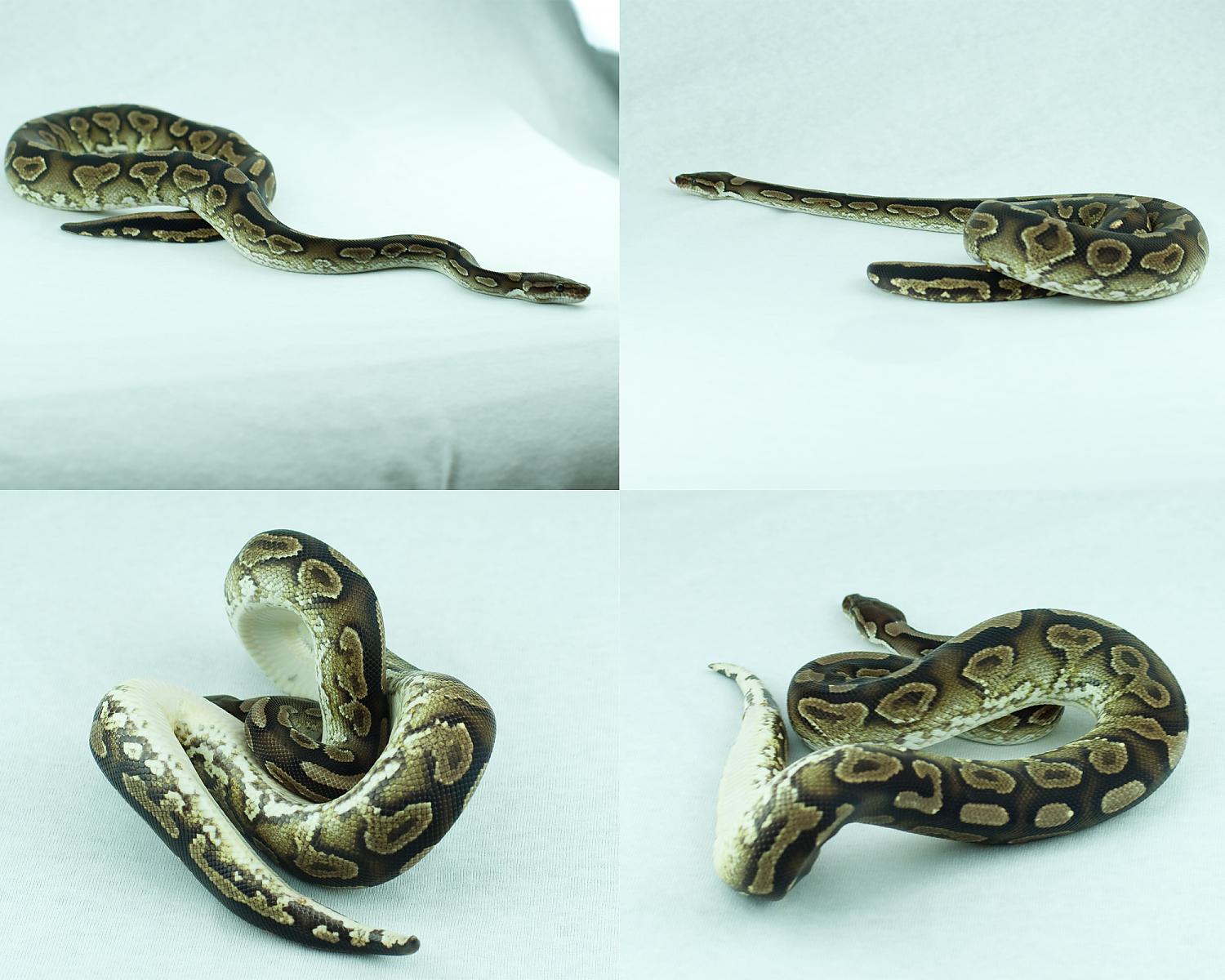 male cinnamon yellowbelly paint collage