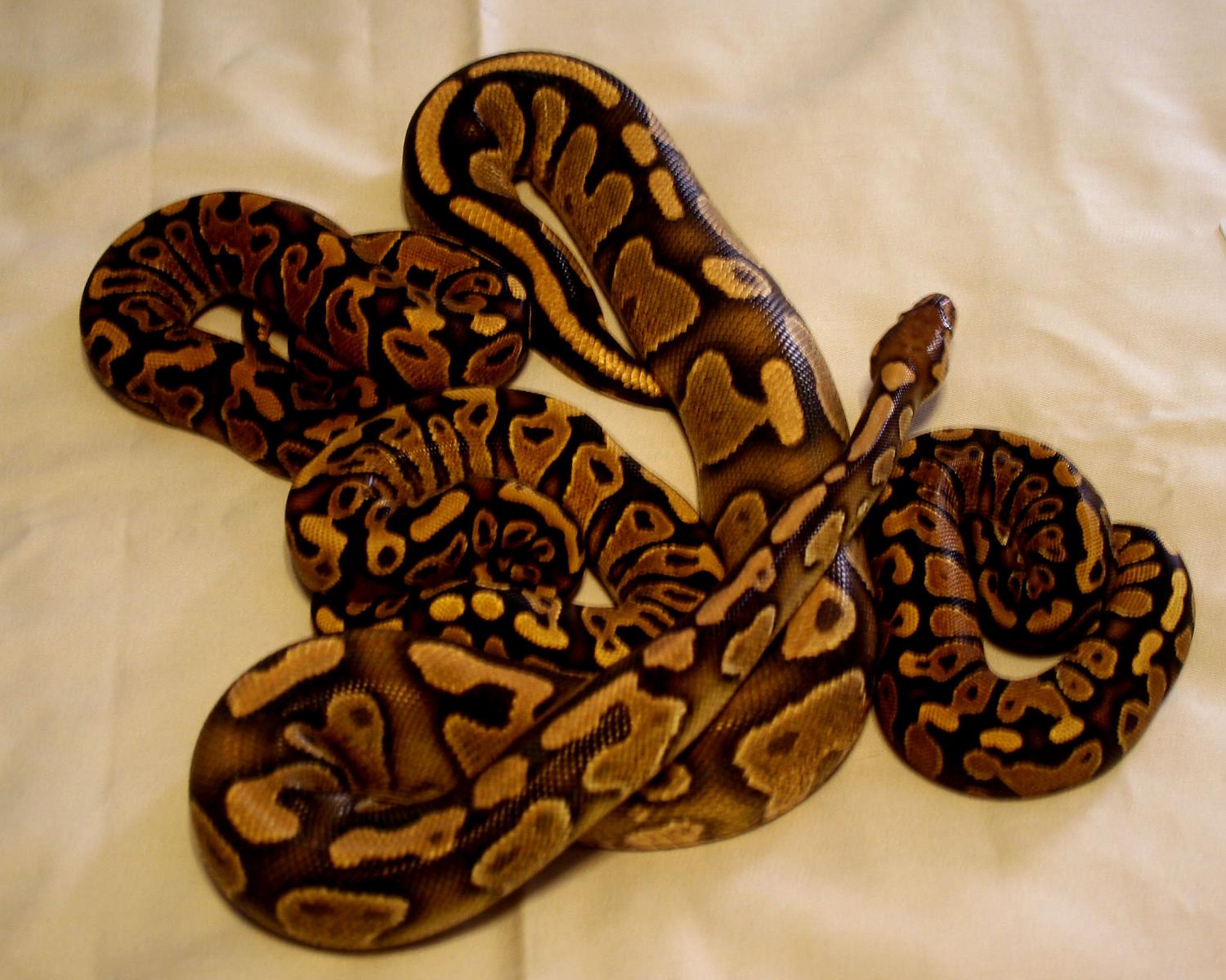 Orangebelly Sire and 3 sons