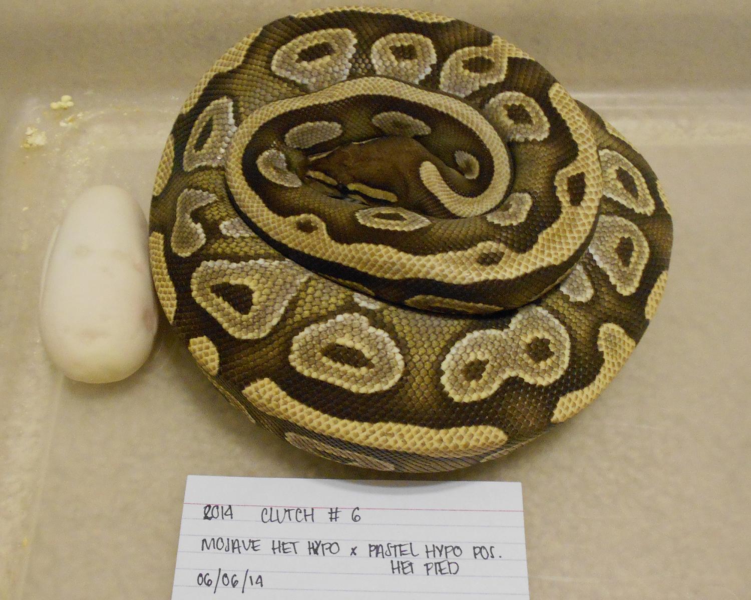 mojave het hypo x pastel hypo pos het pied 1 2014 06 06