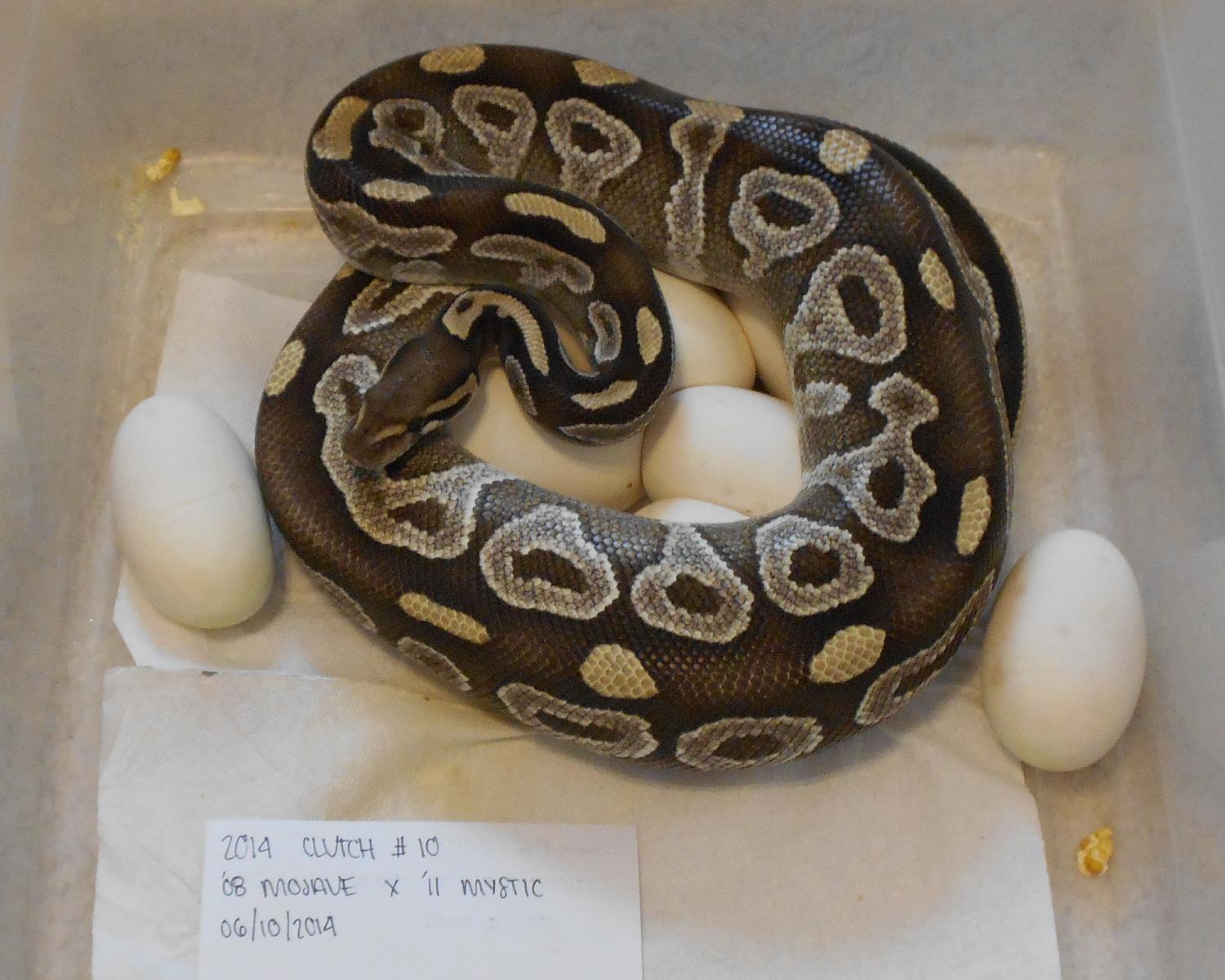 mojave x mystic 1 2014 06 10