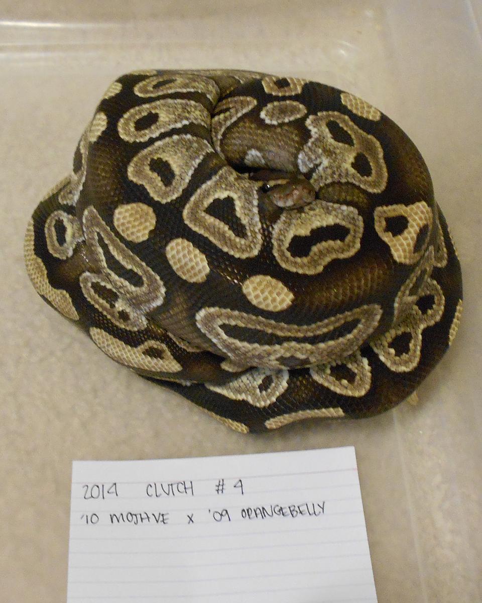 mojave x orangebelly 1 2014 06 01