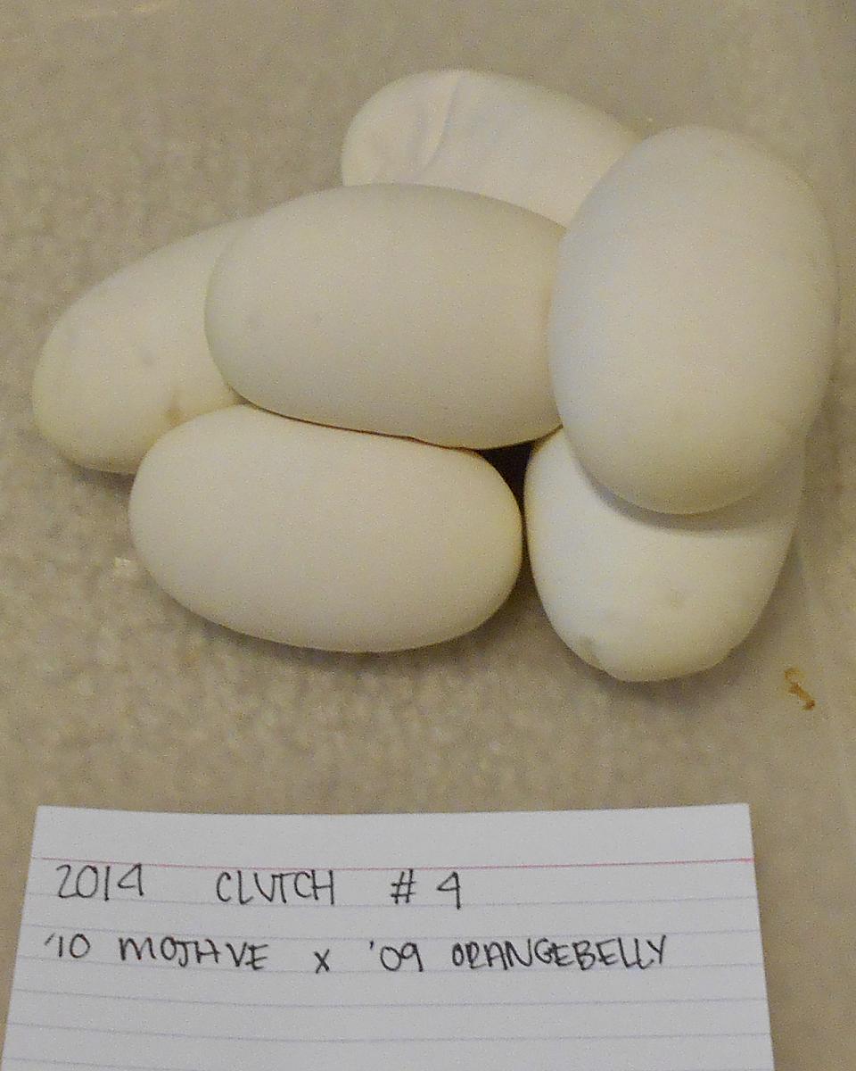 mojave x orangebelly 2 2014 06 01