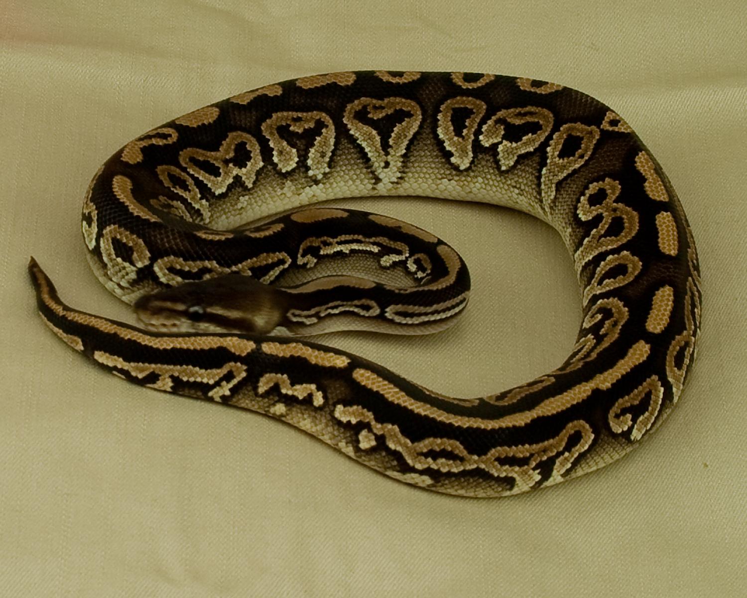 mystic cinnamon close up comp