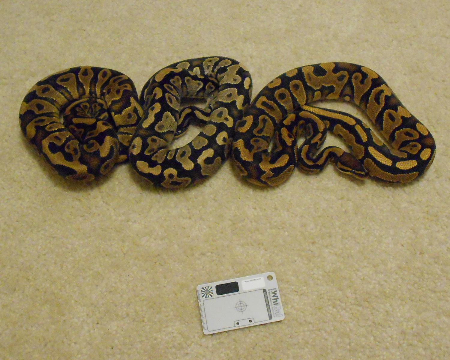orangebelly comparison shot 2014-03-09