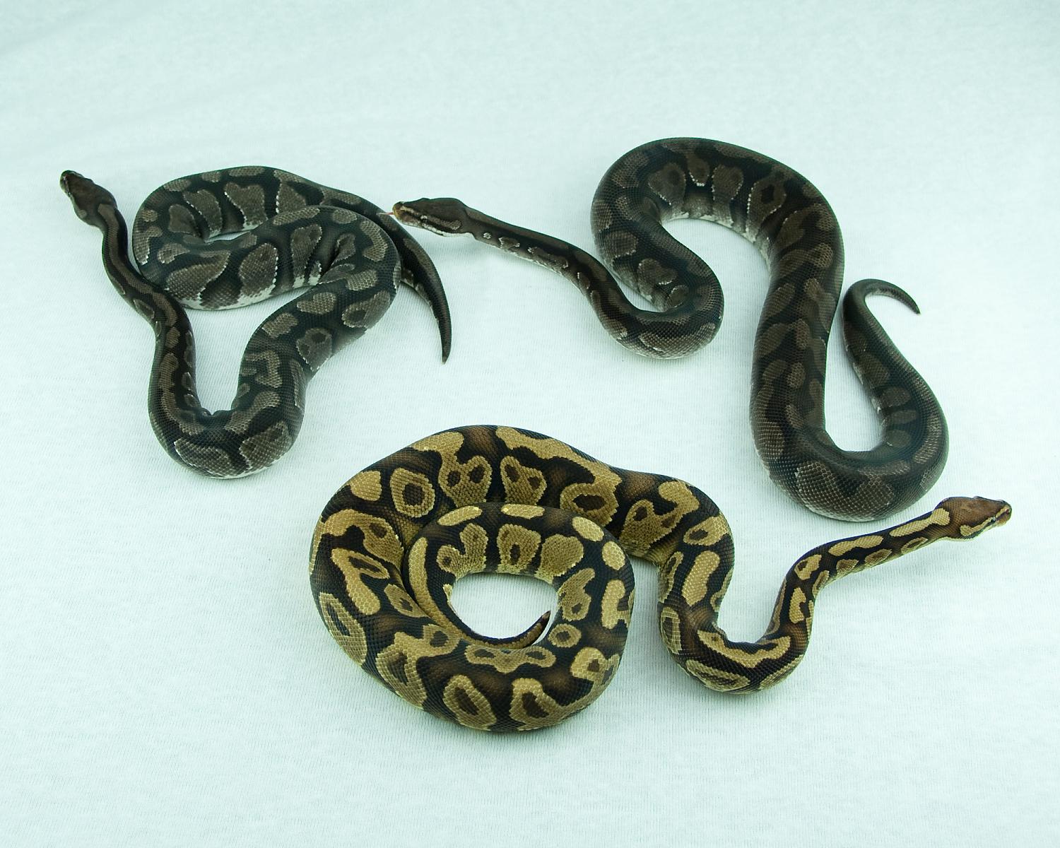 orangebelly comparison shot 2 2015-01-03