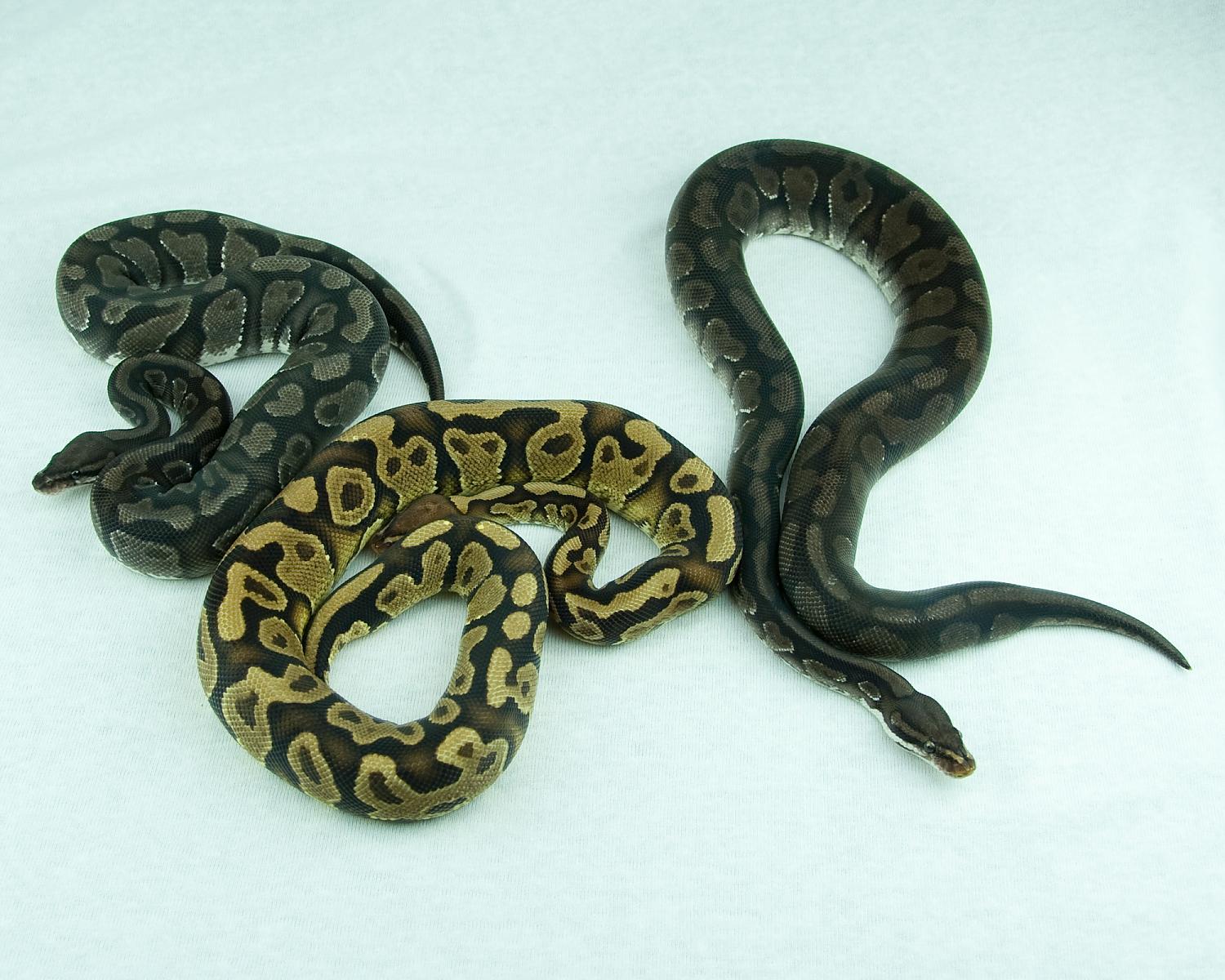 orangebelly comparison shot 5 2015-01-03