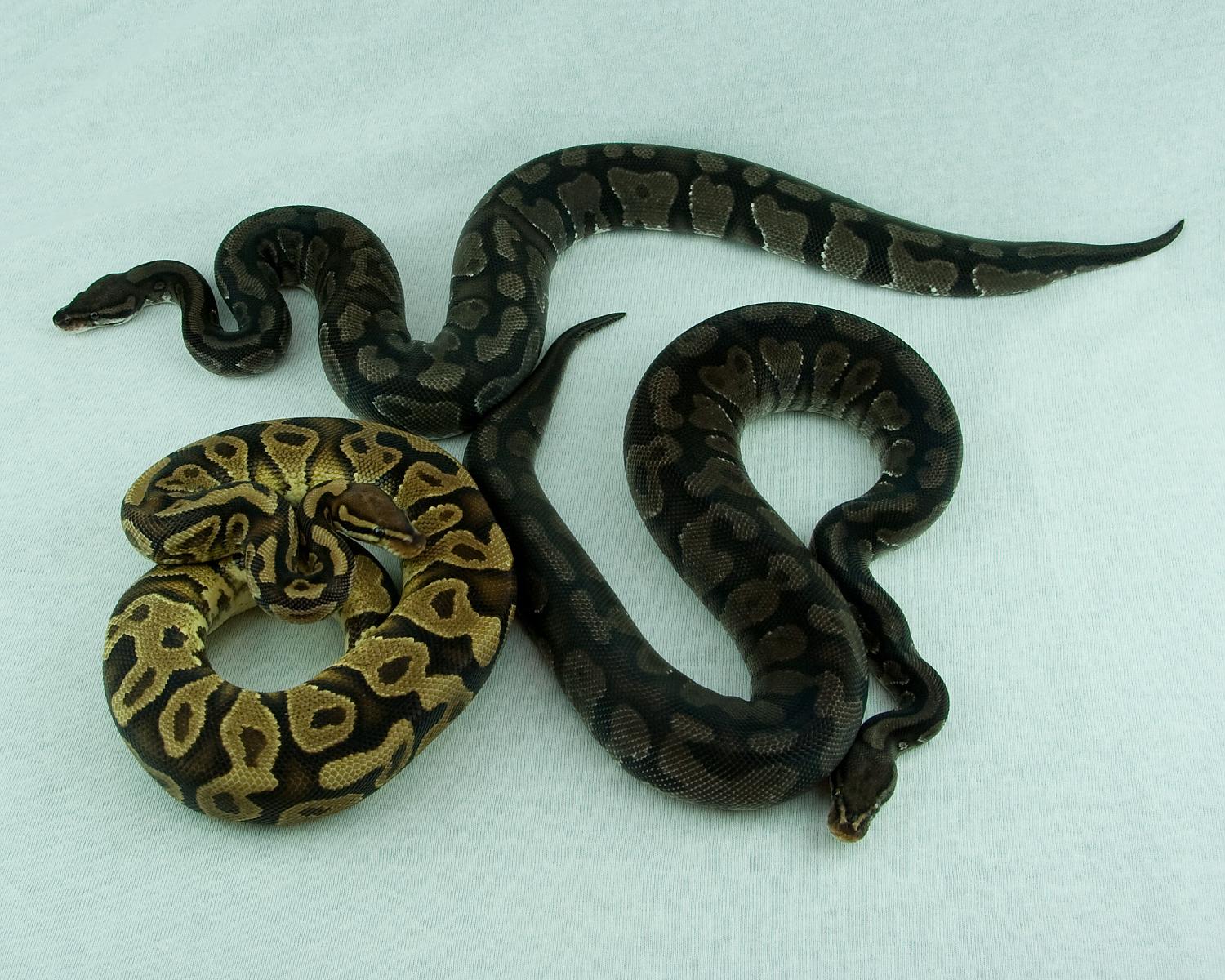 orangebelly comparison shots 2 2015-01-10