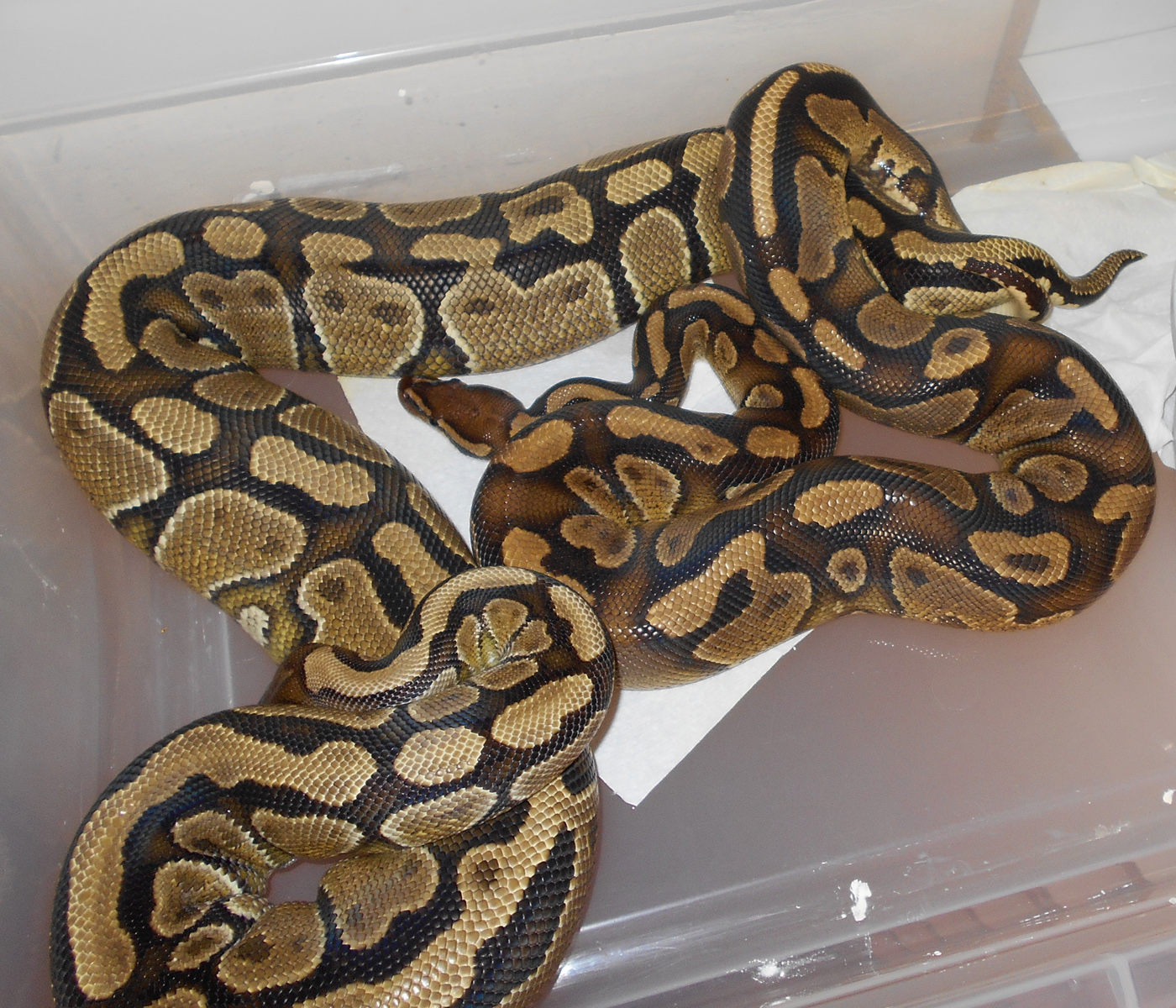 orangebelly m x orangebelly f