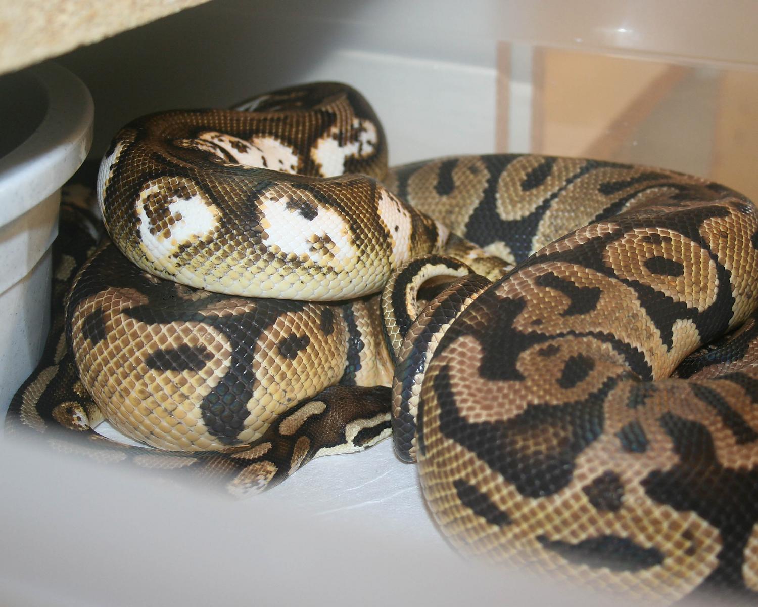 pastel calico m x pastel f sized