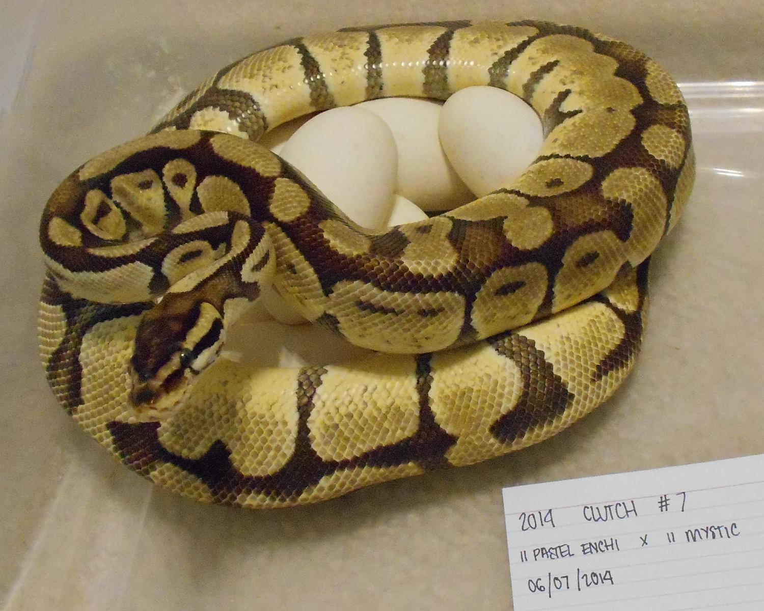 pastel enchi x mystic 1 2014 06 07