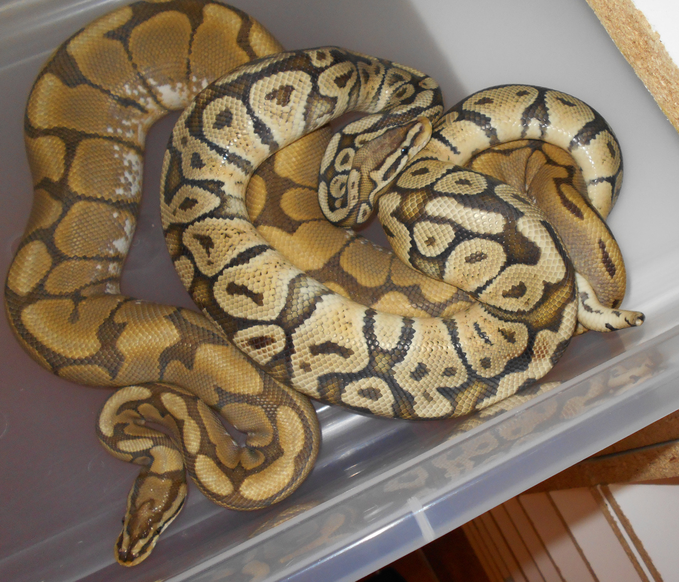 pastel hypo m x spider het hypo f