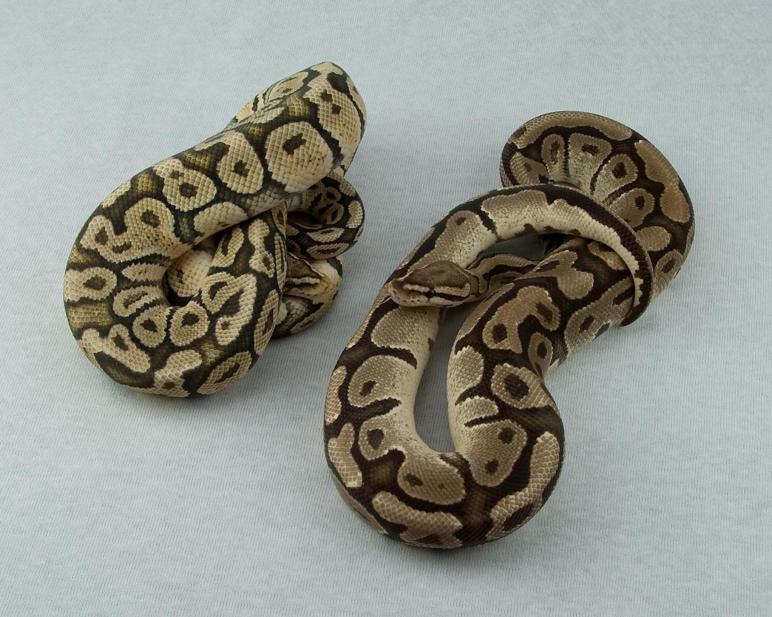 pastel hypo pos het pied fire 1