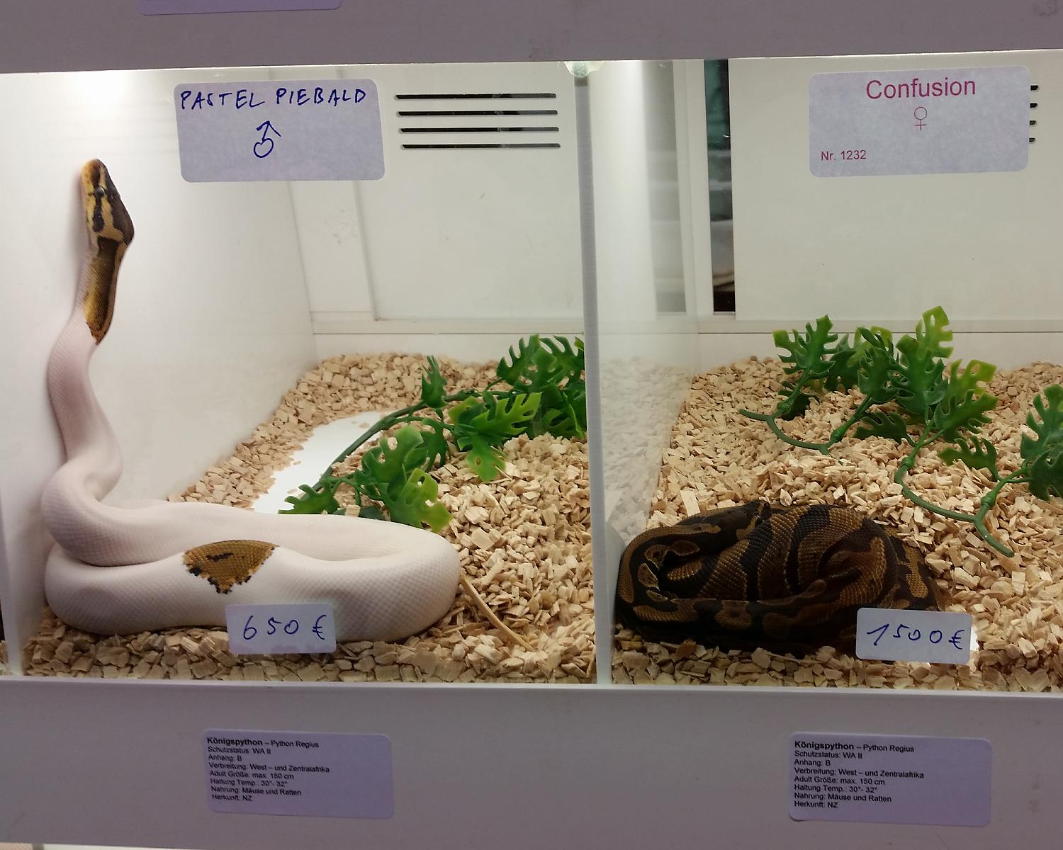 pastel pied and confusion comp