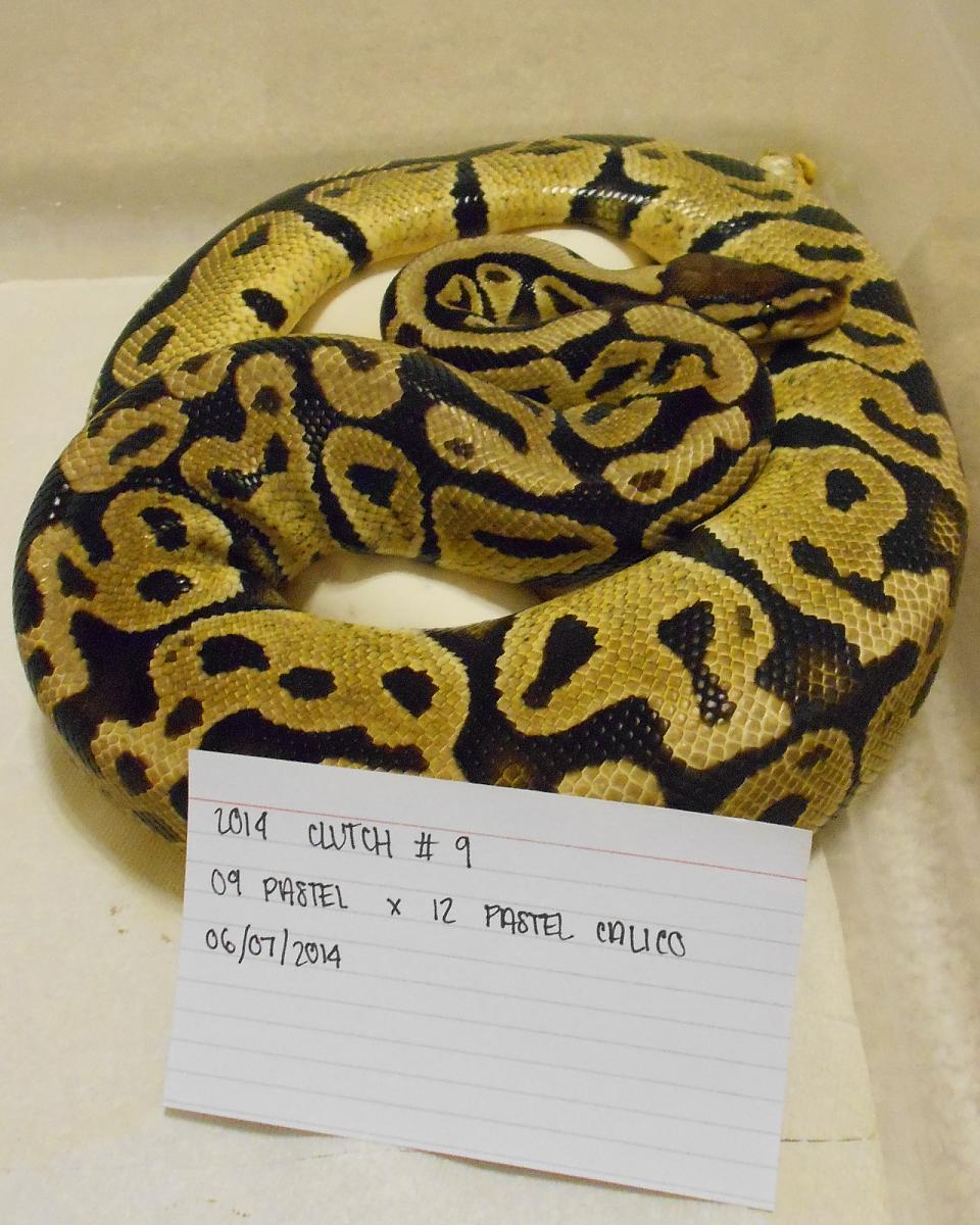 pastel x orangebelly 1 2014 06 07