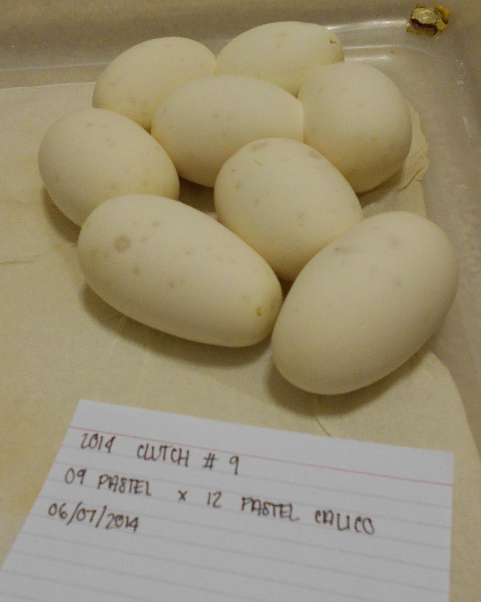 pastel x orangebelly 2 2014 06 07