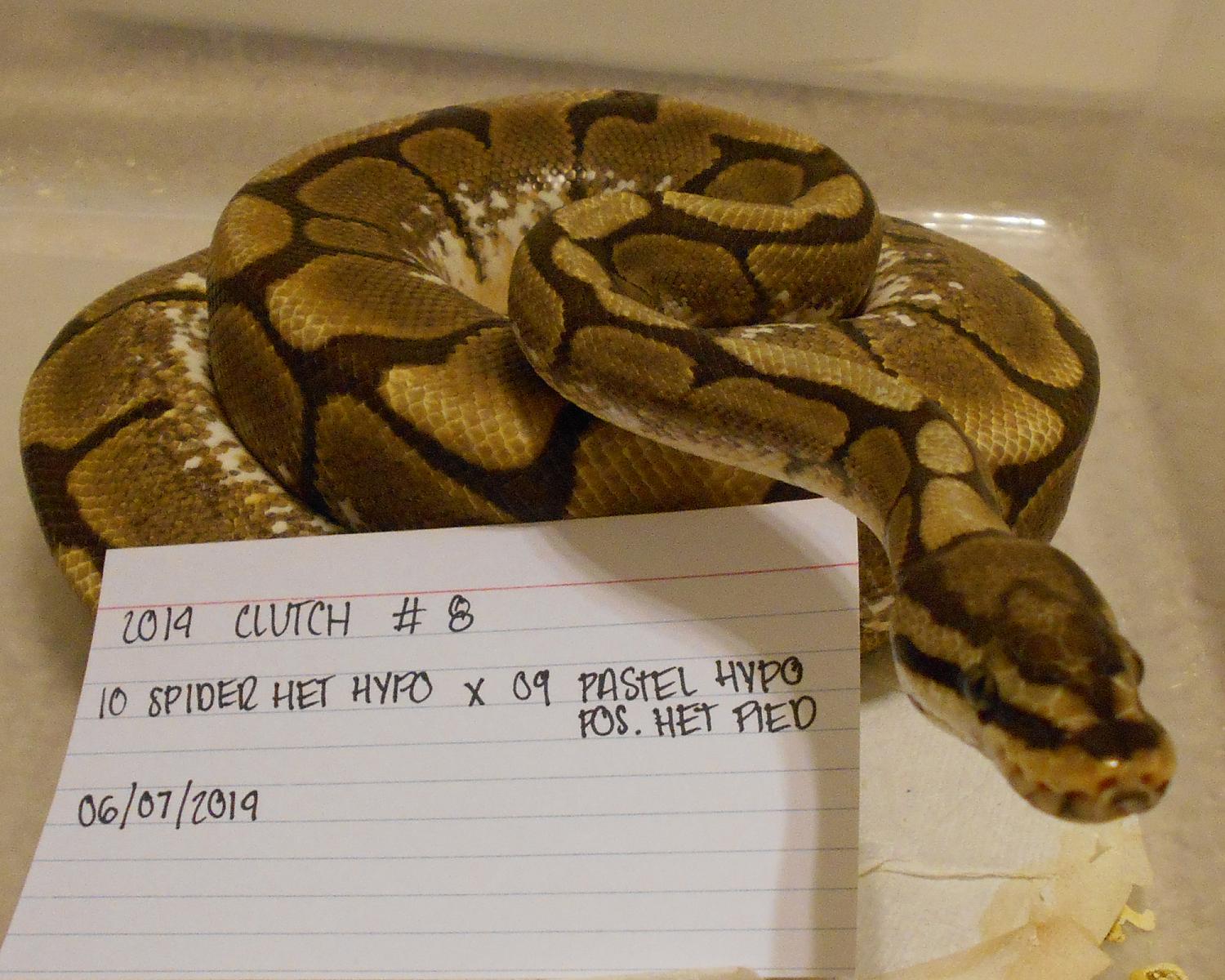 spider het hypo x pastel hypo pos het pied 1 2014 06 07