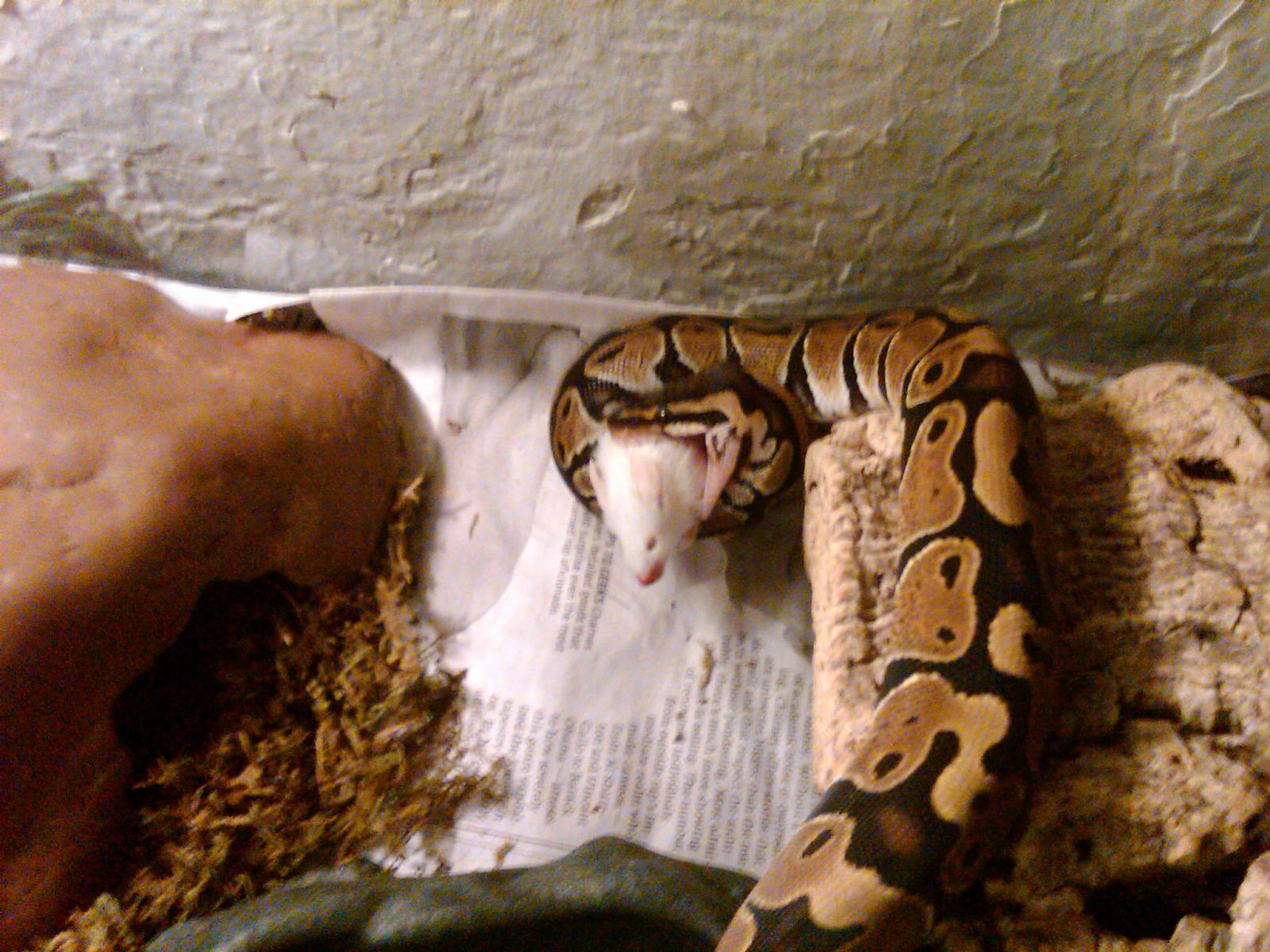 Ball Python and Hog Island