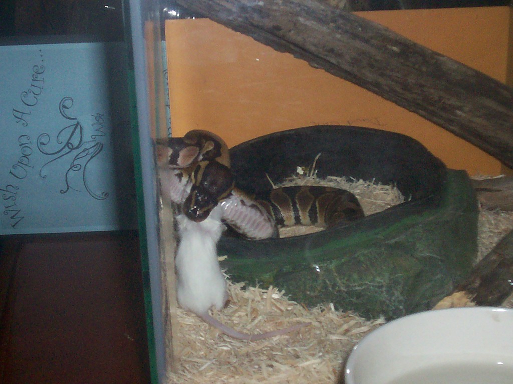 Feeding Time