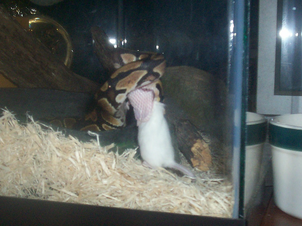 Feeding Time