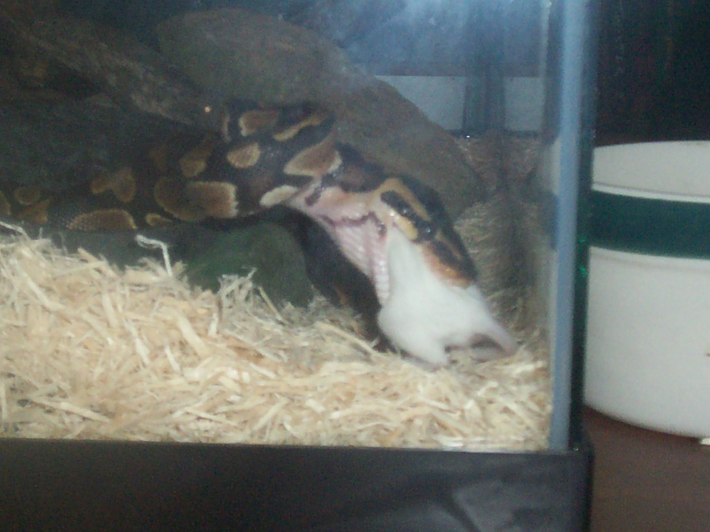 Feeding Time
