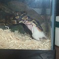 Feeding Time