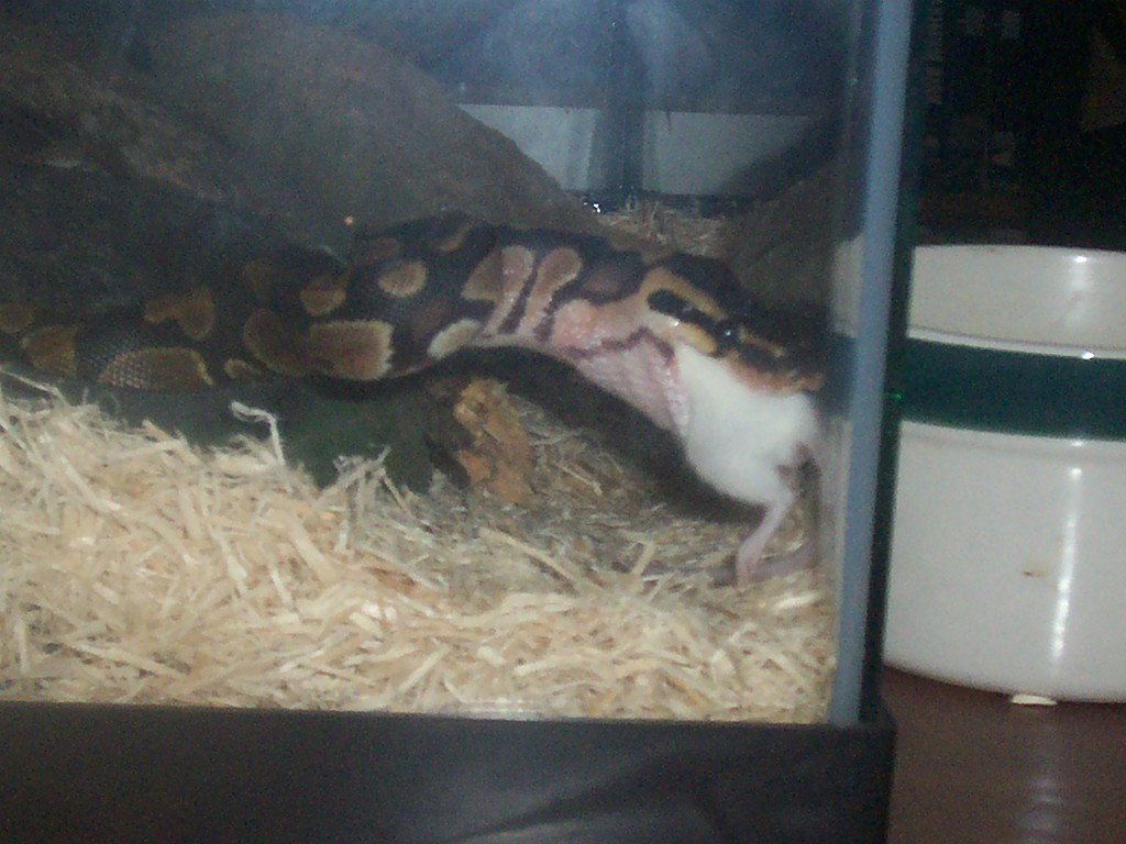 Feeding Time