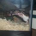 Feeding Time