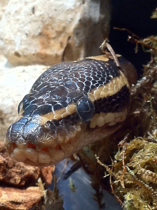 baby ball python