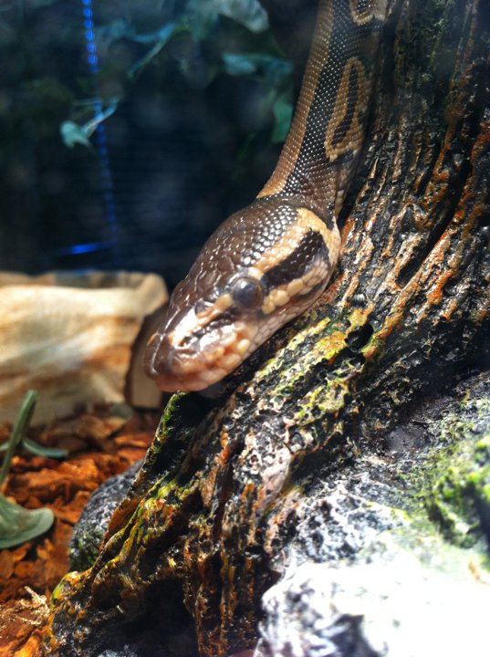 baby ball python