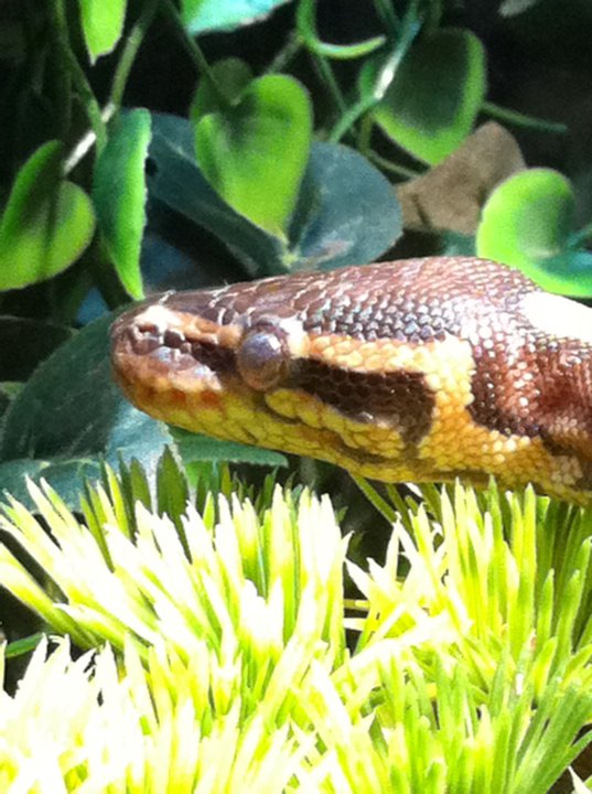 baby ball python