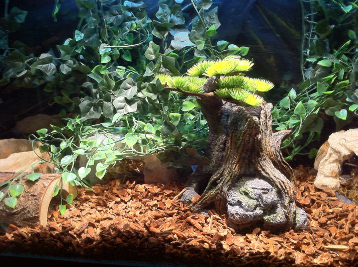 baby ball python