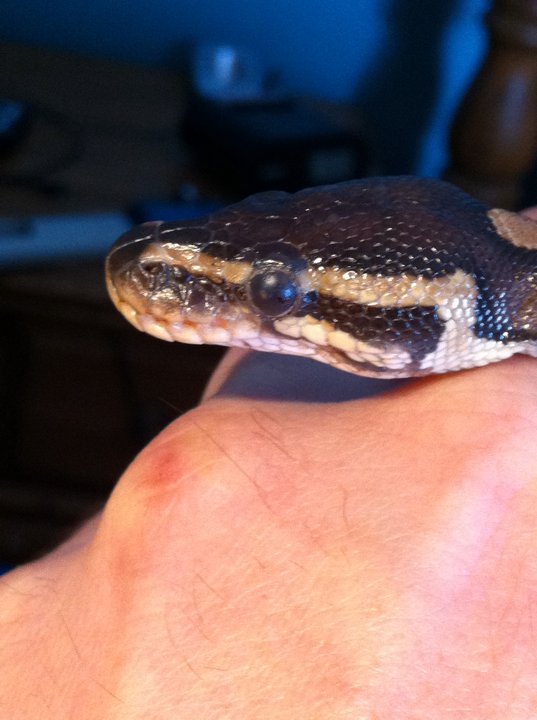 baby ball python
