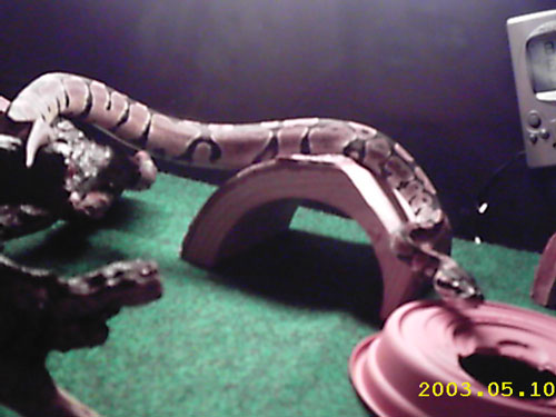 A'Kashja is settling in nicely!