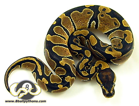 My BP A'Kashja