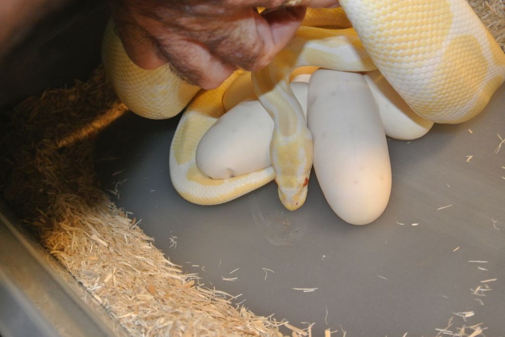 First eggs of the year05/07/12