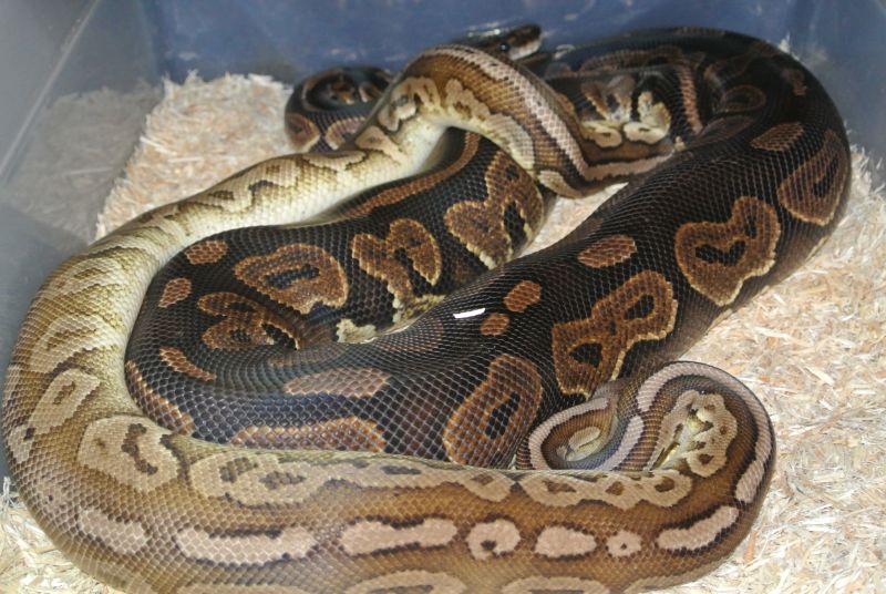 Pewter male and a Cinny female