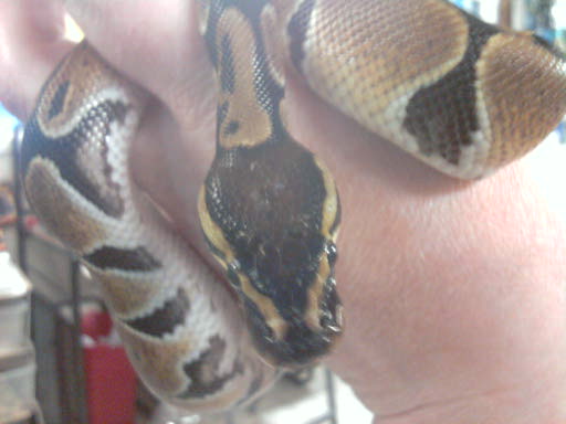 Fred