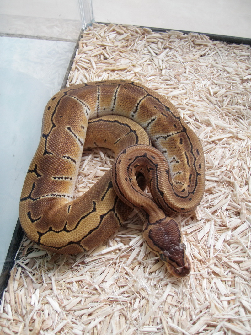 circleBPpinestripe