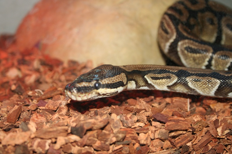 george's closeup