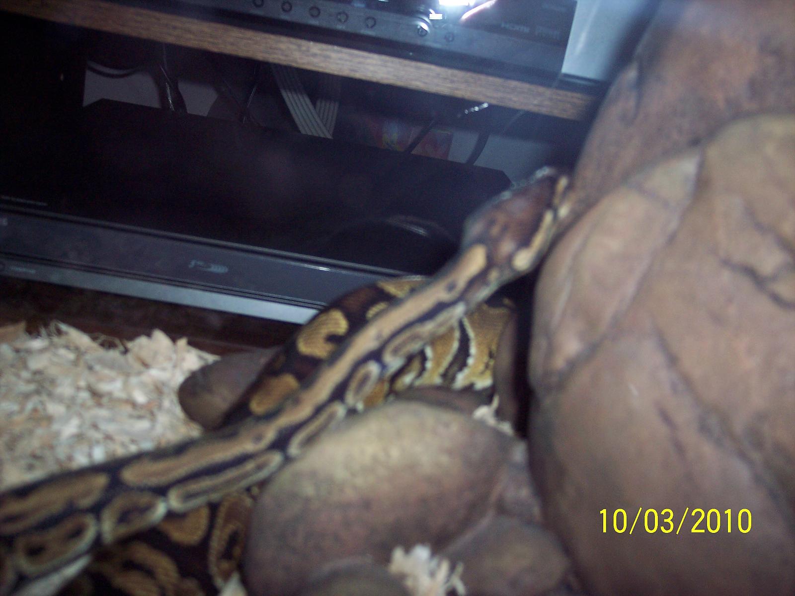 Sammie looked over every angle of the new hide