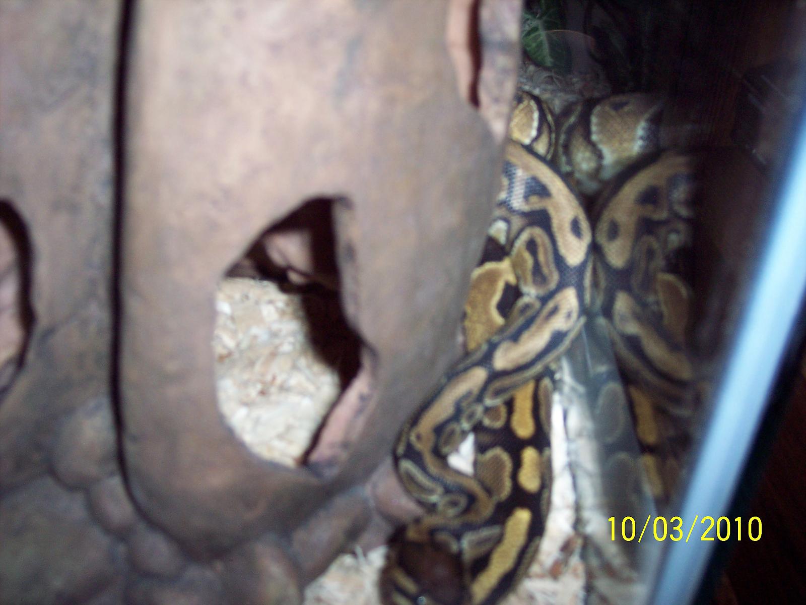 Sammie checkin' out his new hide...