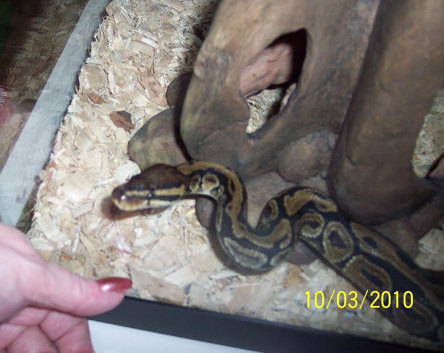 Sammie likes his new hide...
